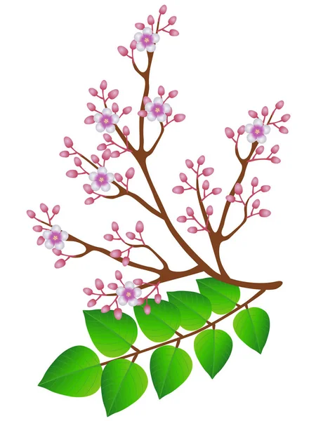 白い背景に花と葉を持つカランボラの枝 — ストックベクタ