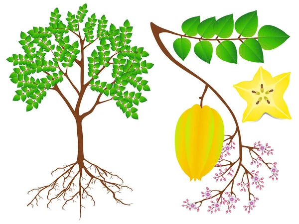 白い背景にカランボラ植物の一部を表示 — ストックベクタ