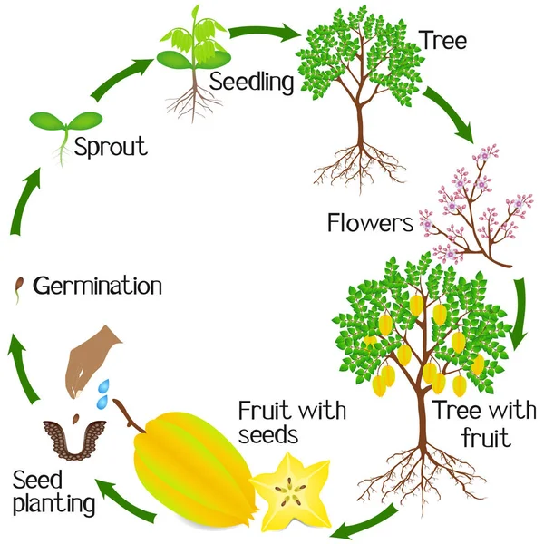 Growth Cycle Carambola Plant White Background — Stock Vector