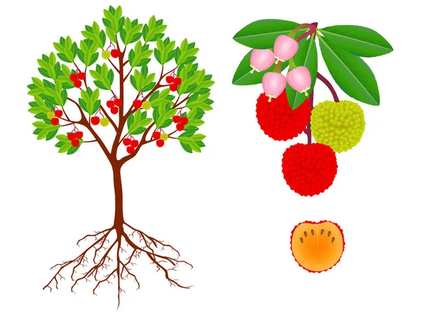 Mostrando Parti Della Pianta Corbezzolo Fragole Sfondo Bianco — Vettoriale Stock