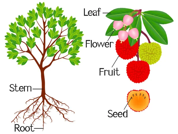 Parties Fraise Arbousier Plante Sur Fond Blanc — Image vectorielle