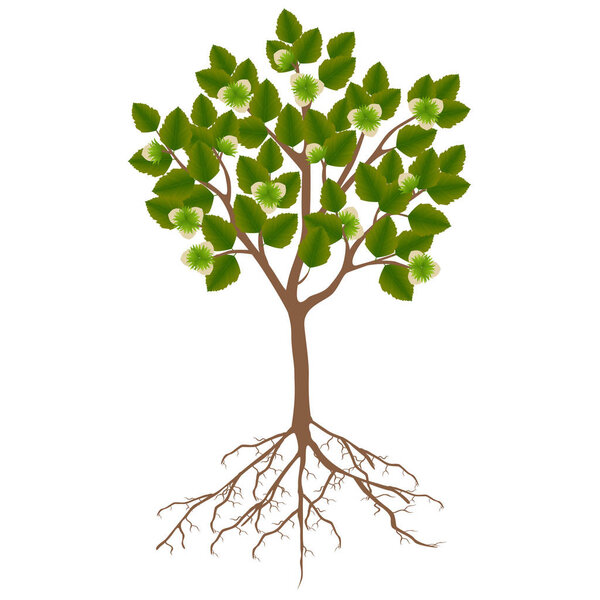 Hazelnut дерево с фруктами на белом фоне
.