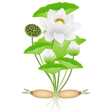 Lotus plant with roots of flowers and fruits. clipart