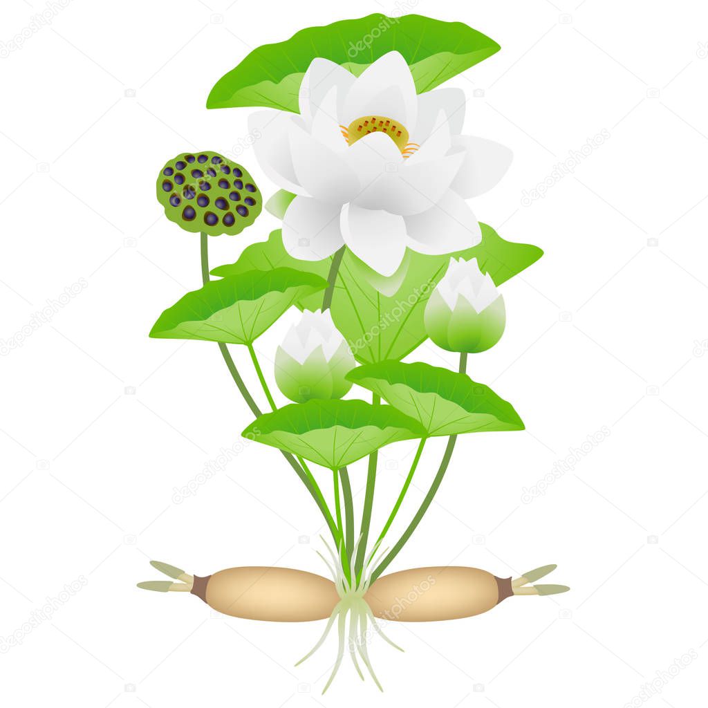 Lotus plant with roots of flowers and fruits.