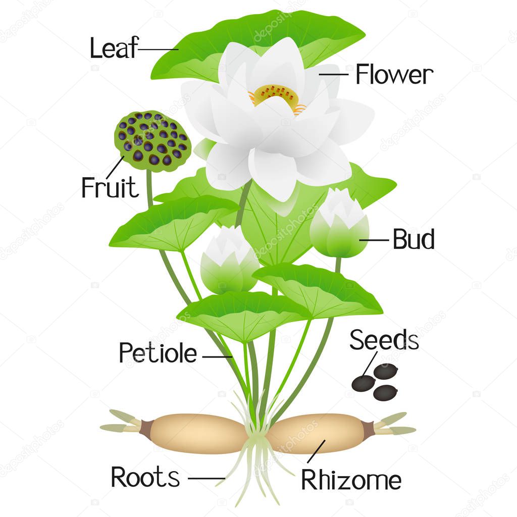 Parts of lotus plant on a white background.