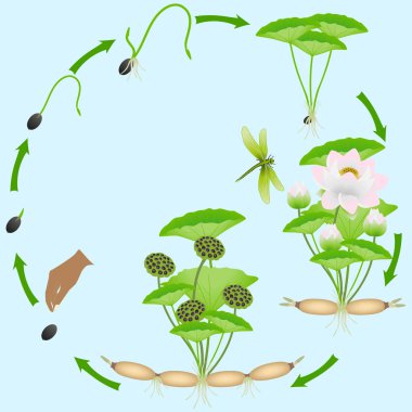 Mavi arka plan üzerinde lotus bitkiyaşam döngüsü.