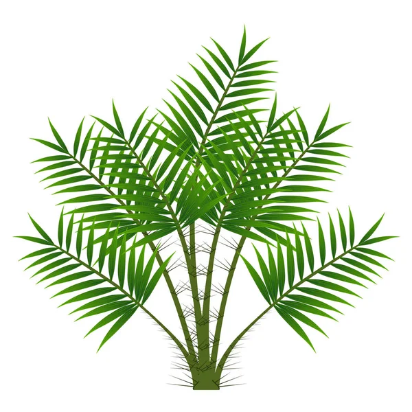 Green Leaves Palm Tree Isolated White Background — Stock Vector