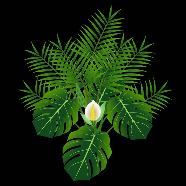 Monstera Tropické Palmové Listy Izolované Černém Pozadí — Stockový vektor