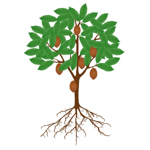 Árbol Cacao Cupuacu Con Frutas Raíces Sobre Fondo Blanco — Vector de stock