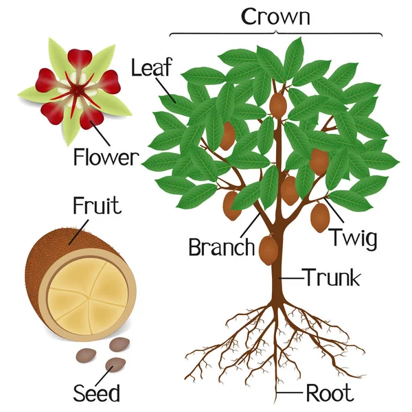 Partes Planta Cacao Cupuacu Sobre Fondo Blanco — Archivo Imágenes Vectoriales