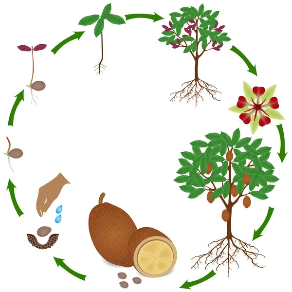 Beyaz Arka Planda Cupuacu Kakao Bitkisinin Yaşam Döngüsü — Stok Vektör