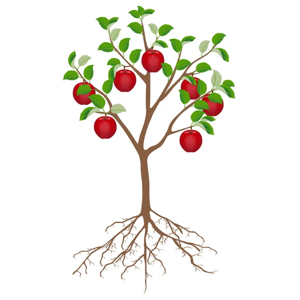 Apfelbaum Mit Roten Äpfeln Und Wurzeln Isoliert Auf Weißem Hintergrund — Stockvektor