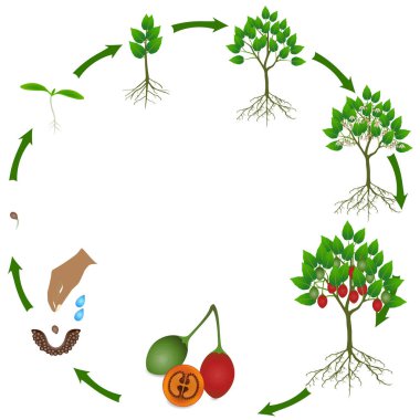 Tamarillo bitkisinin yaşam döngüsü beyaz arka planda.