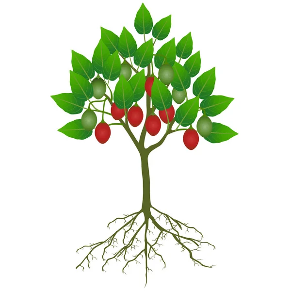 Tamarillo Träd Med Frukt Och Rötter Vit Bakgrund — Stock vektor