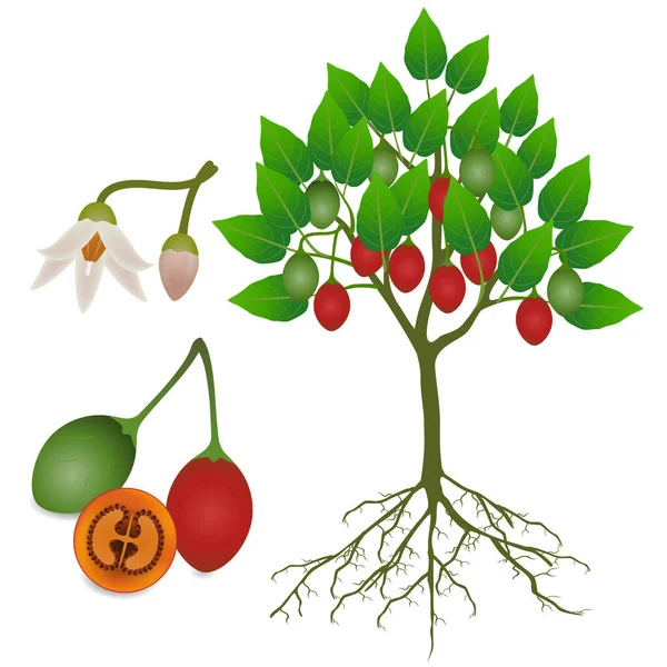 Tamarillo Árbol Con Frutas Flores Raíces Sobre Fondo Blanco — Vector de stock