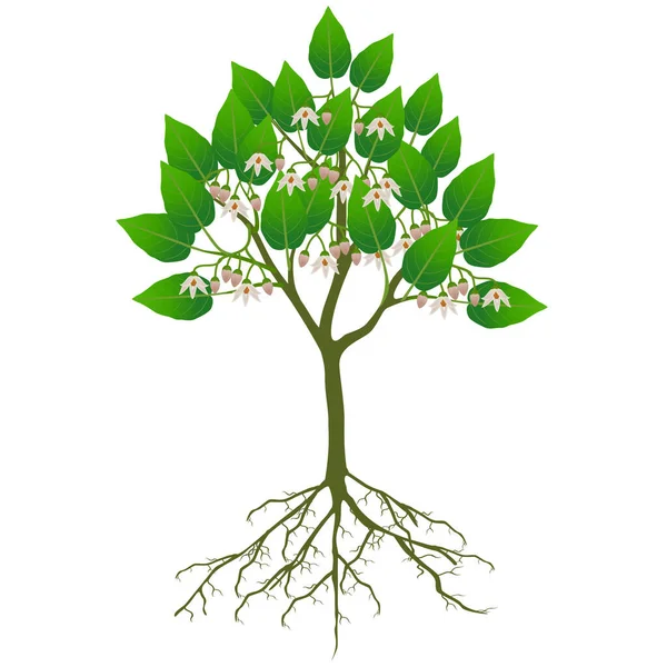 Tamarillo Árvore Com Flores Fundo Branco — Vetor de Stock