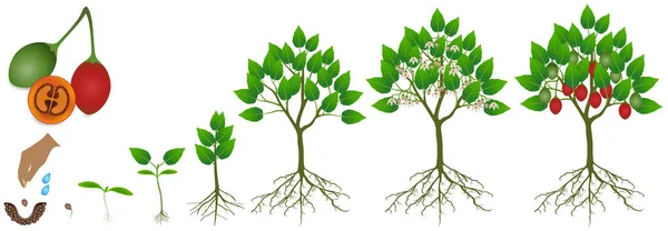 Wachstumszyklus Der Tamarillo Pflanze Auf Weißem Hintergrund — Stockvektor