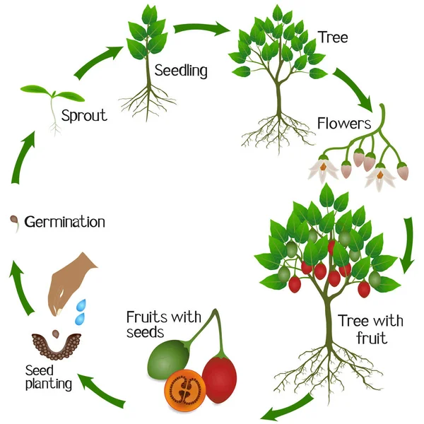 Een Groeicyclus Van Tamarillo Plant Een Witte Achtergrond — Stockvector