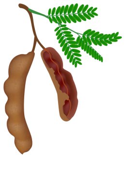 Beyaz arka planda yaprakları olan bir dalda demirhindi meyvesi.