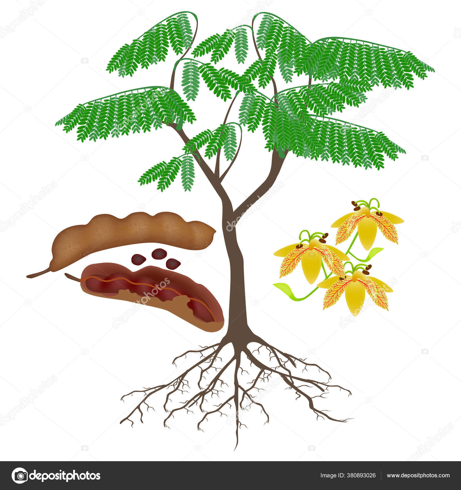 259 Tamarind Tree Vector Images Royalty Free Tamarind Tree Vectors Depositphotos