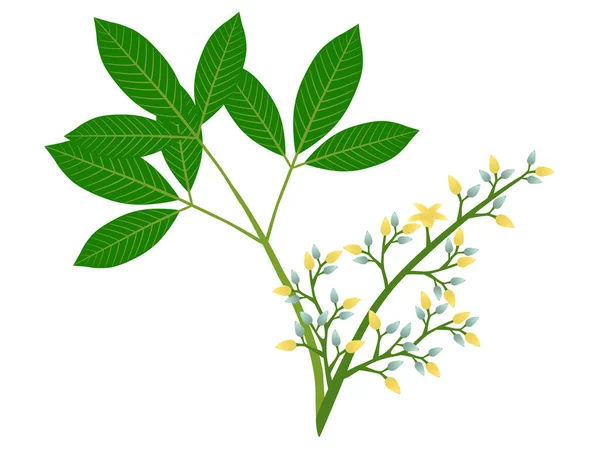 Rubber Bloemen Hevea Brasiliensis Groene Bladeren Witte Achtergrond — Stockvector