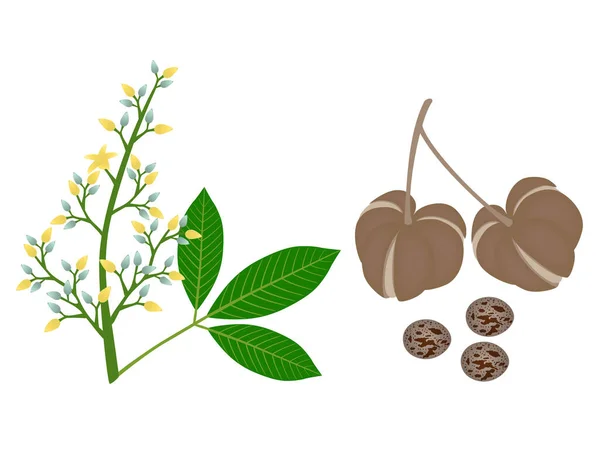 Ώριμα Φρούτα Hevea Brasiliensis Σπόρους Και Άνθη Λευκό Φόντο — Διανυσματικό Αρχείο
