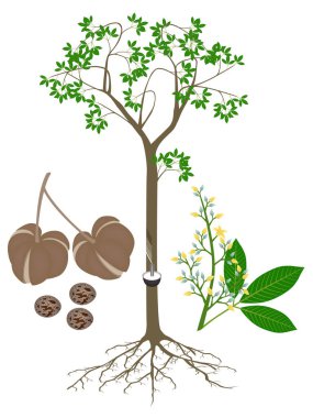 Kauçuk ağacı Hevea brasiliensis, beyaz arka planda meyve ve çiçeklerle.