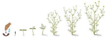 Beyaz arka planda tıbbi papatya bitkisinin büyüme döngüsü.