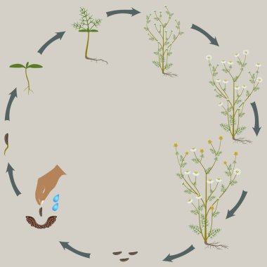 Yeşil arka planda tıbbi papatya bitkisinin yaşam döngüsü.