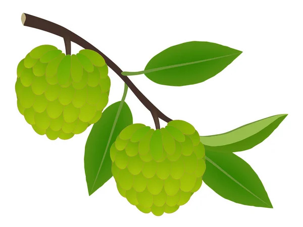 Φρούτα Cherimoya Ένα Κλαδί Φύλλα Λευκό Φόντο — Διανυσματικό Αρχείο