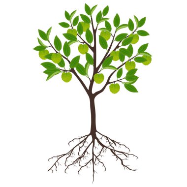 Beyaz arkaplanda kökleri olan Cherimoya Annona Cherimola ağacı.