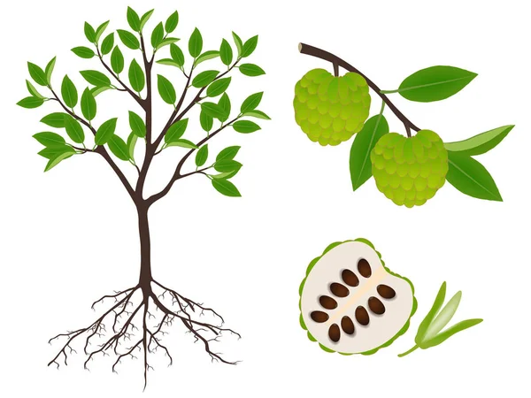 Ilustración Muestra Partes Cherimoya Annona Cherimola Planta — Vector de stock