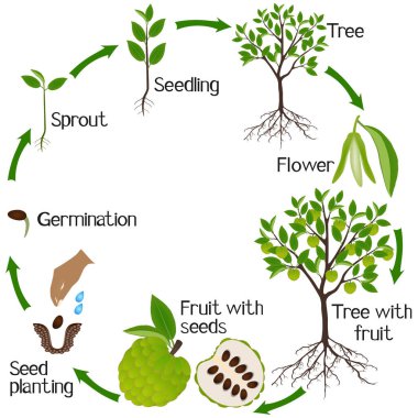 Beyaz arka planda Cherimoya Annona Cherimola bitkisinin büyüme döngüsü.