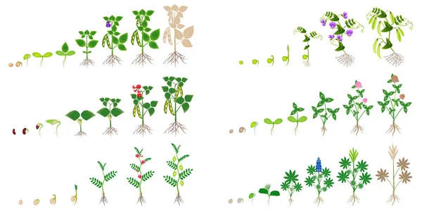 Uppsättning Tillväxtcykler Baljväxter Vit Bakgrund — Stock vektor