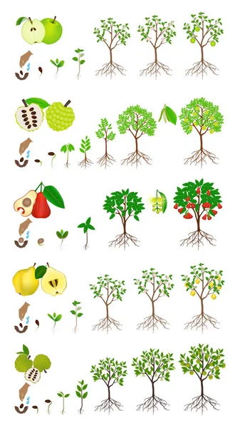 Set Stages Growth Apple Tree White Background — Stock Vector