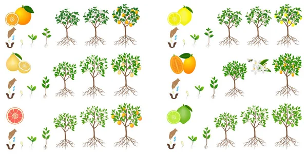 Set Growth Cycles Citrus Trees White Background — Stock Vector