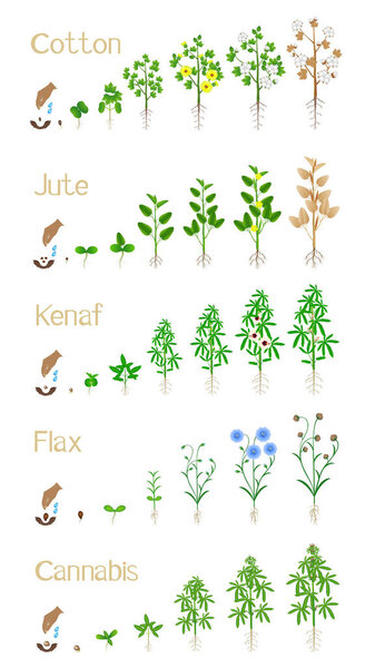 Growth cycle of spinning plants on a white background.