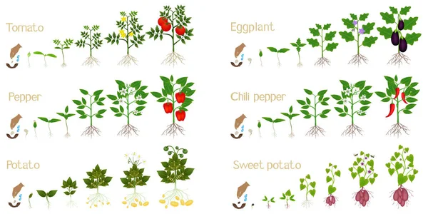 白い背景に野菜作物の成長サイクルのセット — ストックベクタ