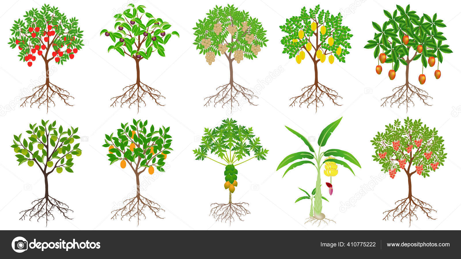 Papaya tree Vector Art Stock Images | Depositphotos Papaya tree Vector Art Stock Images | Depositphotos