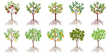 Beyaz arka planda izole edilmiş meyve ağaçları..