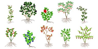 Beyaz arka planda böğürtlenli çalılar..