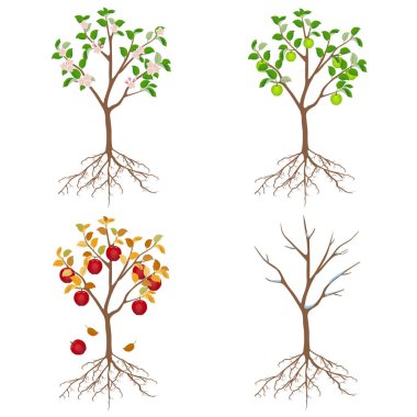 Beyaz arkaplanda farklı mevsimlerde elma ağacı.