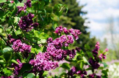 Bahçede bahar leylağı bankları