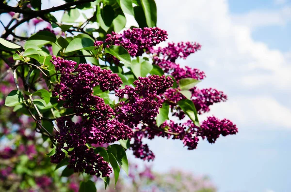 Schöne Fliederfarbene Blumen Garten — Stockfoto