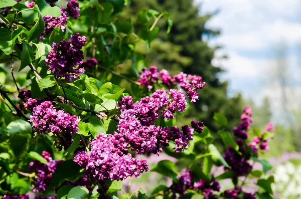 Spring Lilac Banches Garden — Stock Photo, Image