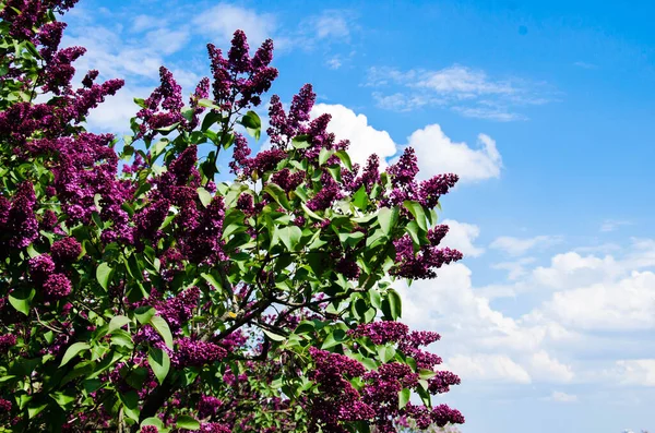 Fliederbaum Mit Blumen Archivfoto — Stockfoto