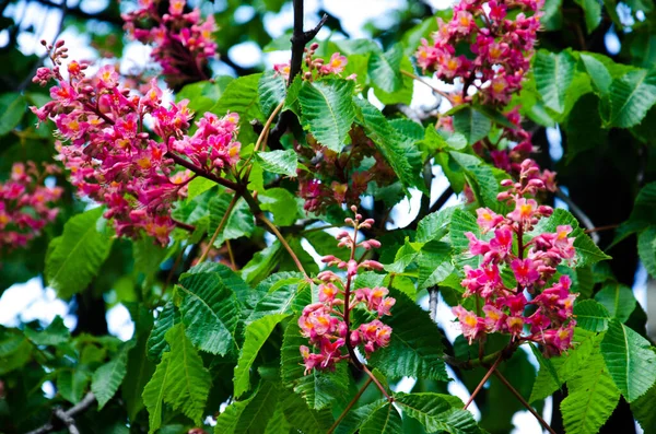 Kastanien Rosa Blüten Archivfoto — Stockfoto