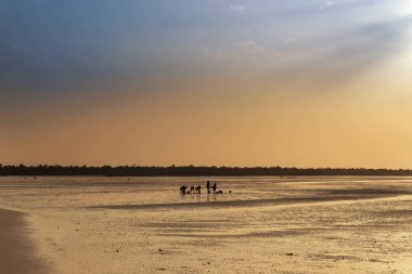 Gün batımı, Gine Bissau, Orango Adası plajda cockle hasat cocklers silueti. Orango Bijagos adalar bir parçasıdır; Kavramı için Afrika'da seyahat ve tatil yaz