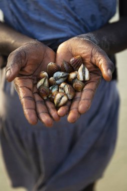 Ayrıntı Adası Orango, Gine Bissau, gün batımında Beach'de bir kanlı hasat el.
