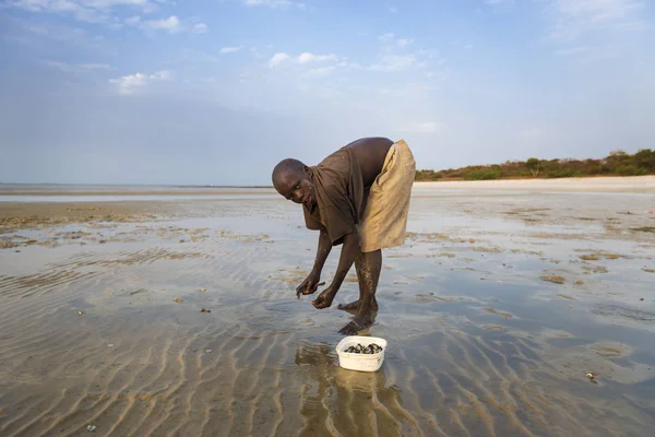 Orangeninsel Guinea Bissau Februar 2018 Junge Sammelt Herzmuscheln Strand Der — Stockfoto